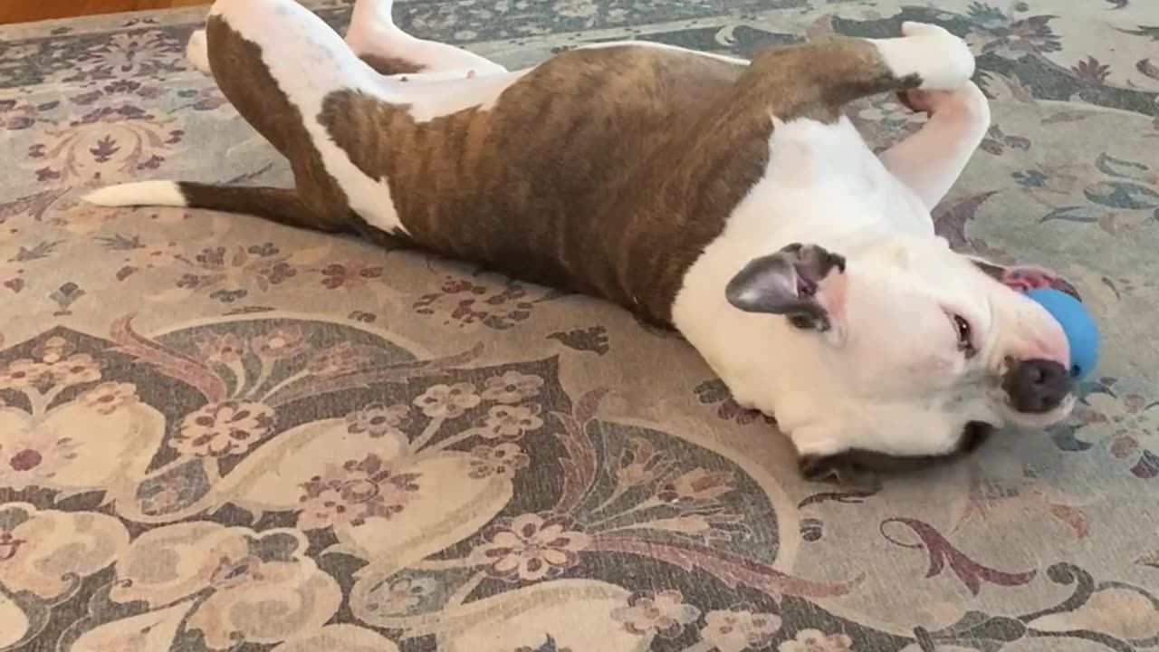 🤣🐶 This Dog’s Hilarious Antics Will Make Your Day! | FunFM