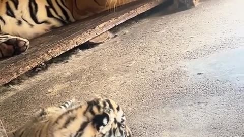 😮🔥 Mother Tiger Charges at Cameraman During Cub Encounter! | FeedMyCuriosity