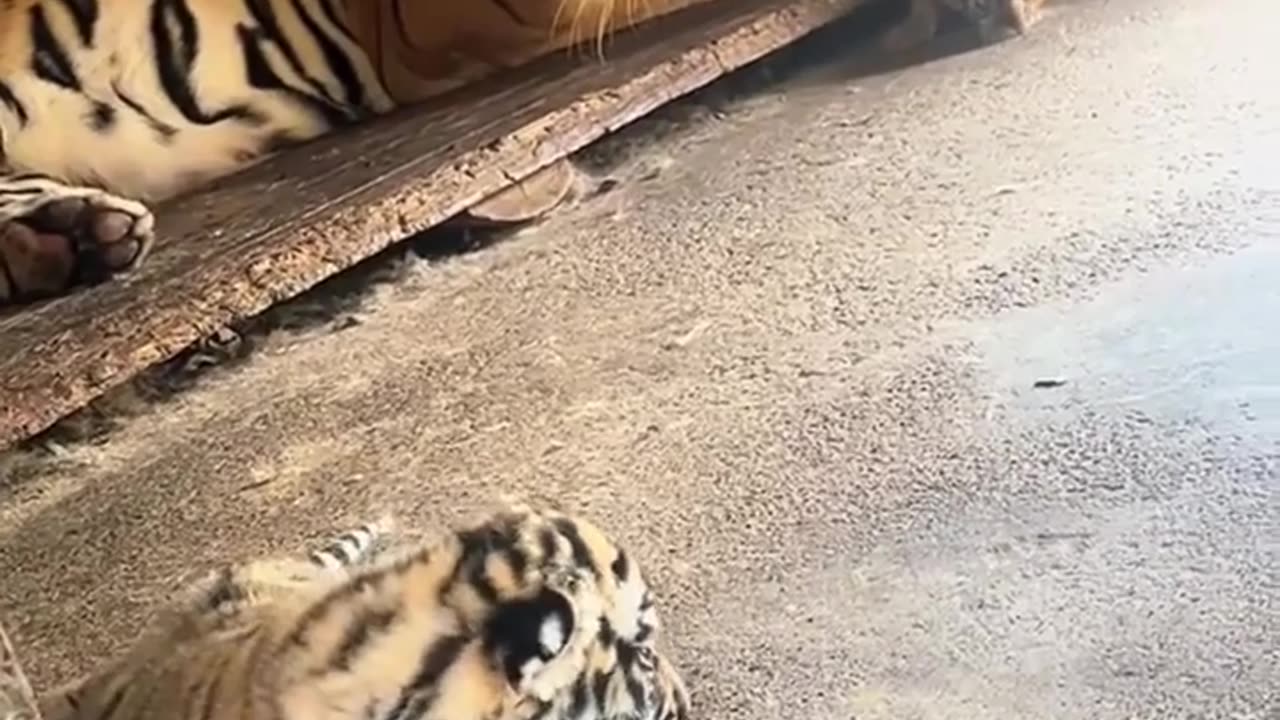 😮🔥 Mother Tiger Charges at Cameraman During Cub Encounter! | FeedMyCuriosity
