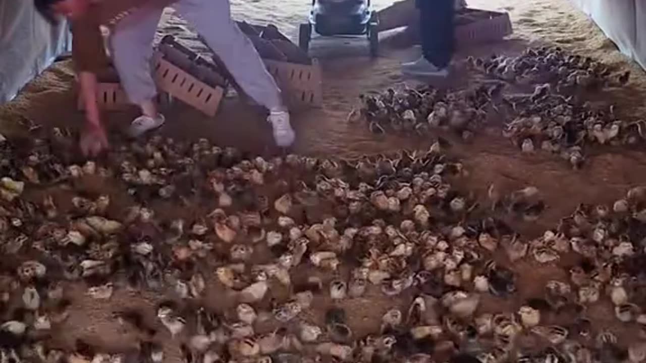 Poultry Farming at the Livestock Experimental Station in Entebbe