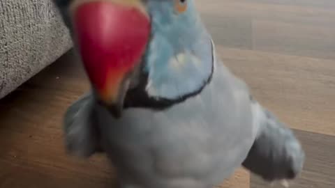 baby parrot says hi baby 😍
