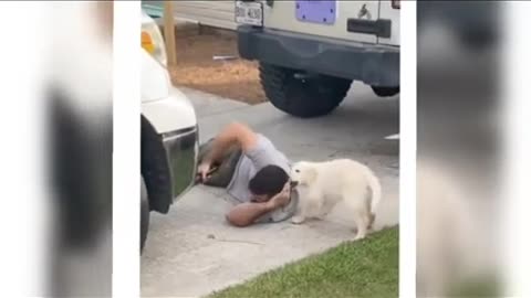 funny animal video