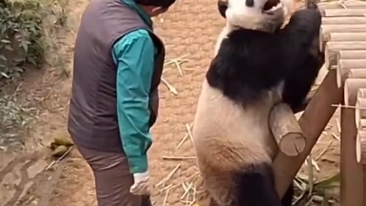 Cute Loving Panda