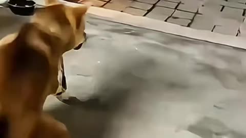 Try not to laugh 😂😂😂