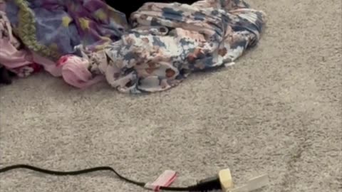 Cute Precious Piper Delivers the Laundry - Adopting a Cat from a Shelter Vlog #shorts