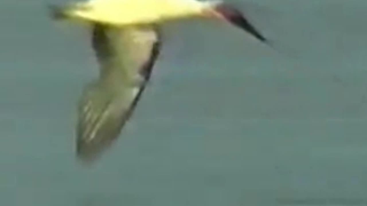 gaviota
