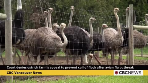 Canada Plans to Kill 400 Healthy Ostriches — Owners Face Prison if They Test to Prove It