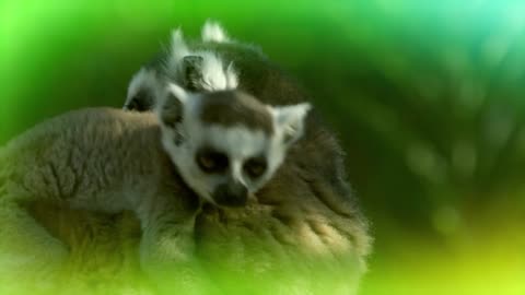 Los animalitos de Andy - T01E11 - Tiempo de Juego