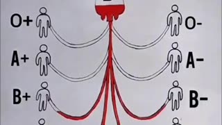 Blood Type Compatibility. Matches and Mismatches