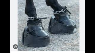 The Big Lick Lie - Stop Horse Cruelty - Tennessee Walking Horse Lies