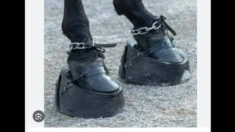 The Big Lick Lie - Stop Horse Cruelty - Tennessee Walking Horse Lies