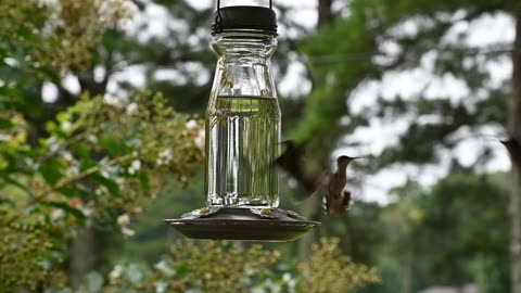 HBird1_Nikon