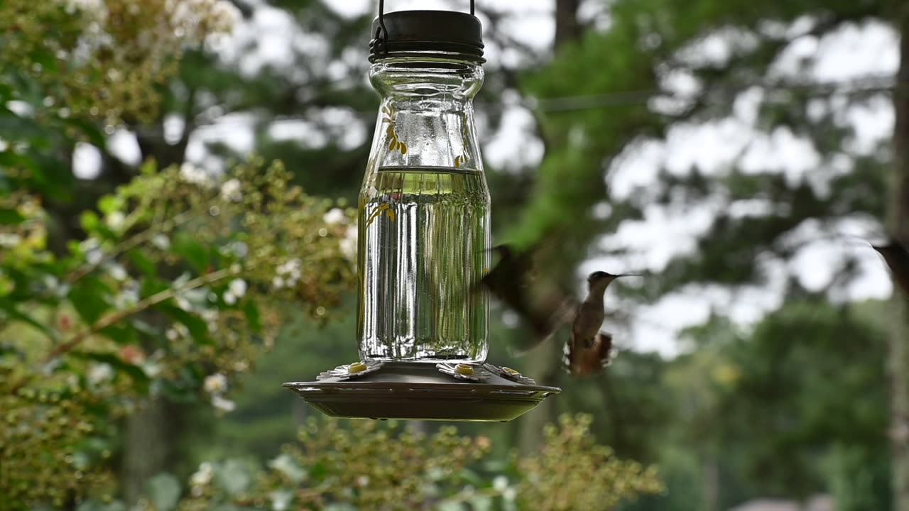 HBird1_Nikon