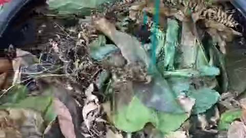 Compost bin