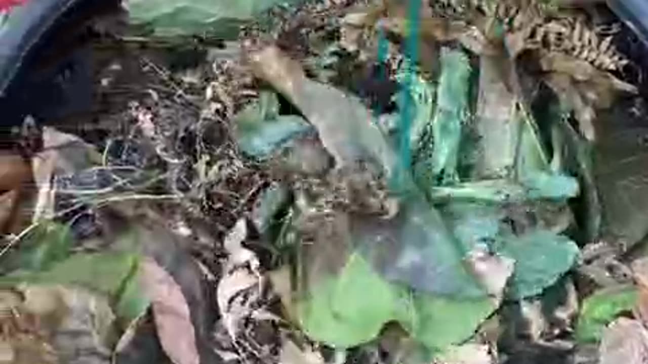 Compost bin