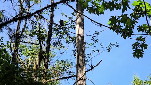 Pygmy Owl Enjoying the 22 Acres of Heaven 🙏
