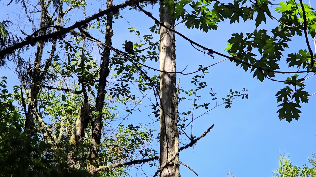 Pygmy Owl Enjoying the 22 Acres of Heaven 🙏