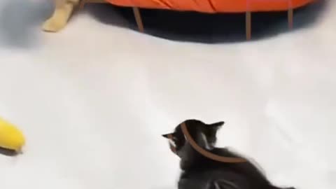 Funny animals video