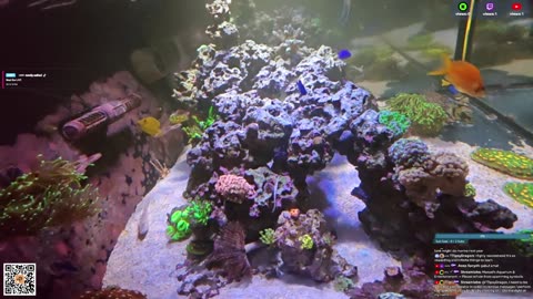 24/7 Real Live Reef Stream