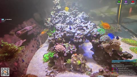 24/7 Real Live Reef Stream