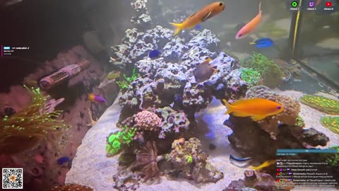 24/7 Real Live Reef Stream