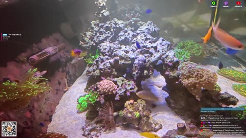 24/7 Real Live Reef Stream