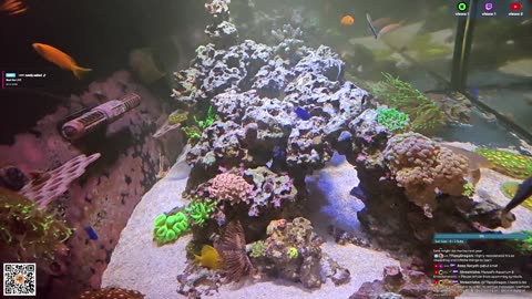 24/7 Real Live Reef Stream