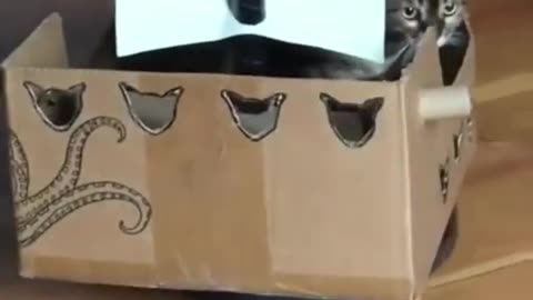 Hilarious Cat Antics: Toe Beans, Sniffs, Rubs, and Pirate Ships!