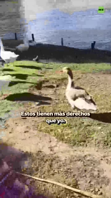 Peruana en el extranjero ve a los patos como comida