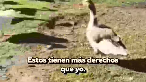 Peruana en el extranjero ve a los patos como comida