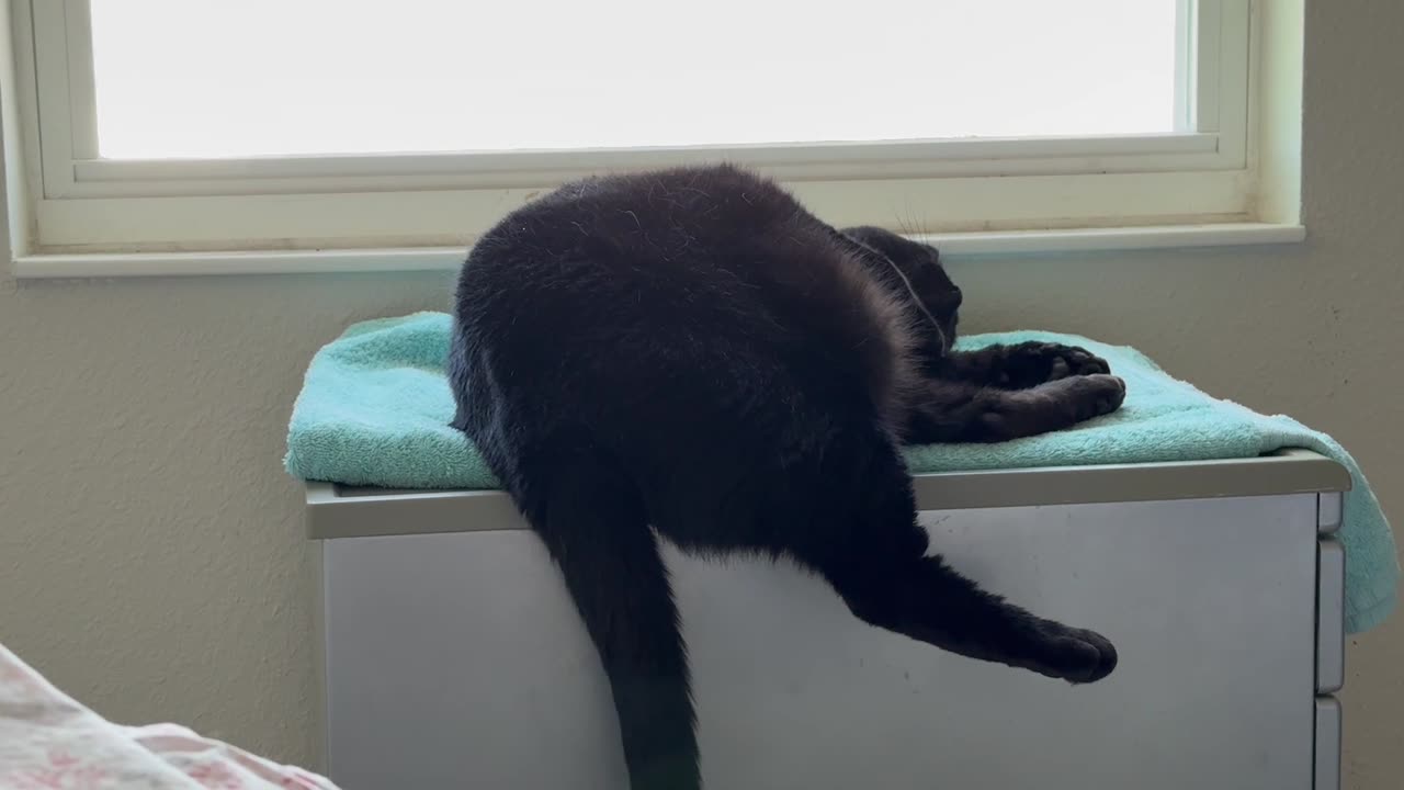 Cute Precious Piper Tries to Get Comfortable in Her Spa - Adopting a Cat from a Shelter Vlog