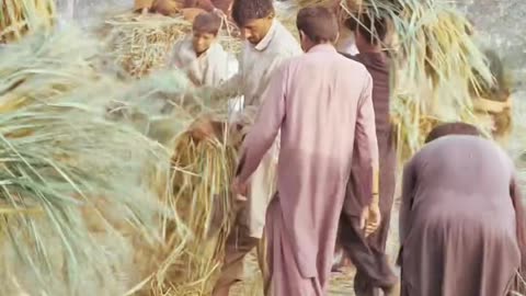 Village Life Naudero Larkana #maxrecords #larkana #sindh #pakistan