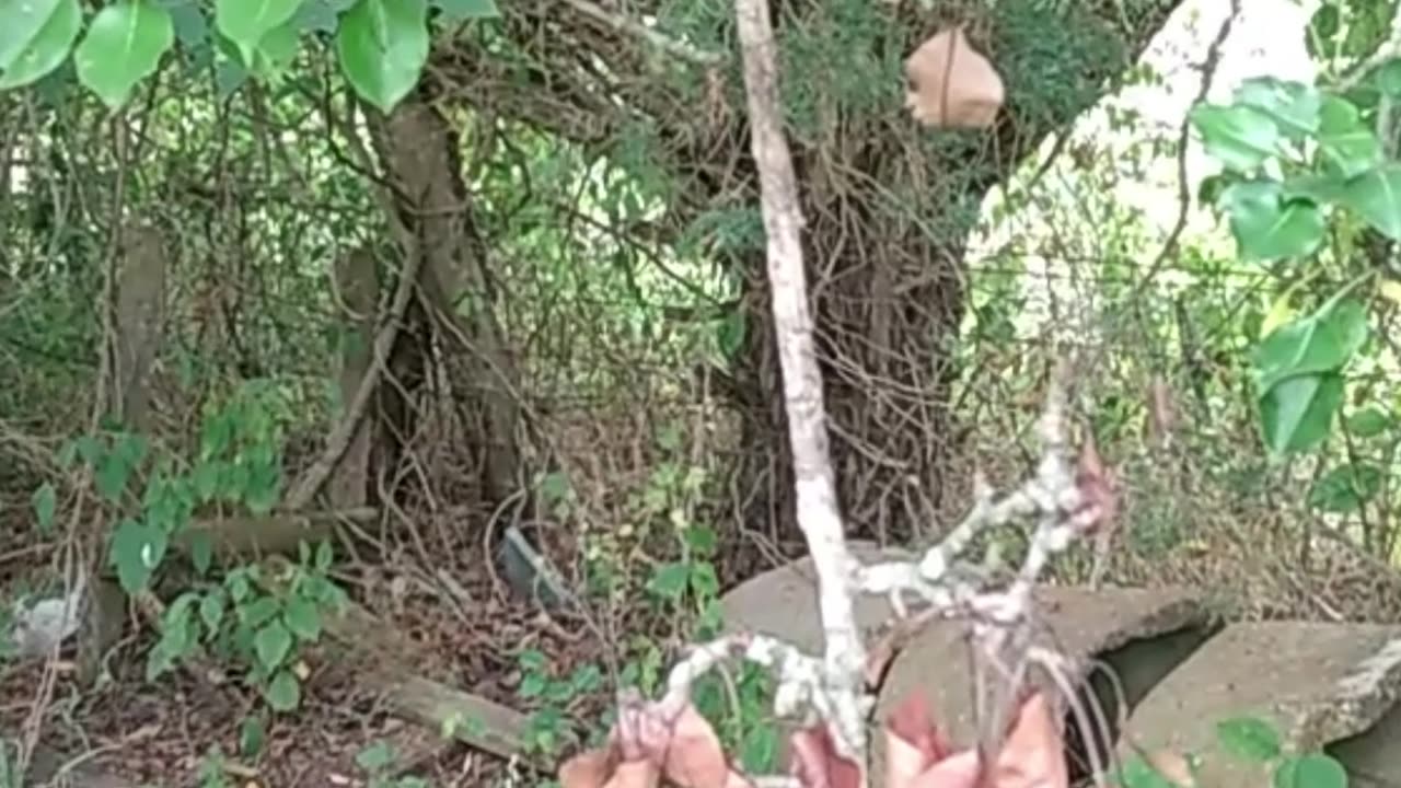 Positive Affirmation Music