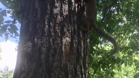 Confrontation with squirrel😃