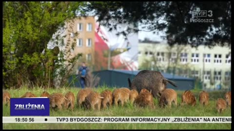 TVP3 Bydgoszcz Zblizenia dziki na osiedlu 12-05-2021