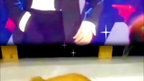 funny video