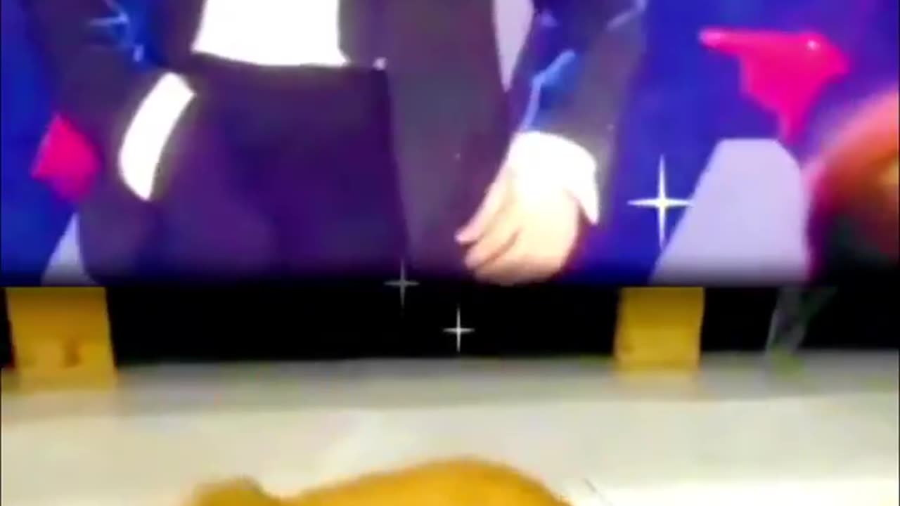 funny video