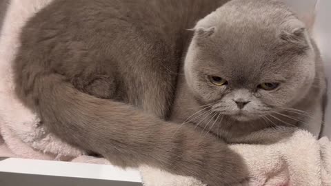 Curious Cats Hides in Bathroom Drawer