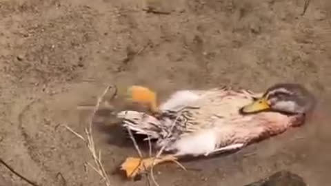 Duck in summer