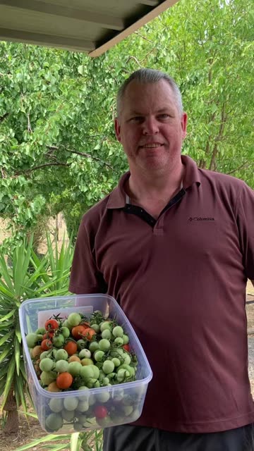 Recent tomatoes 🍅 picked at Jaya…