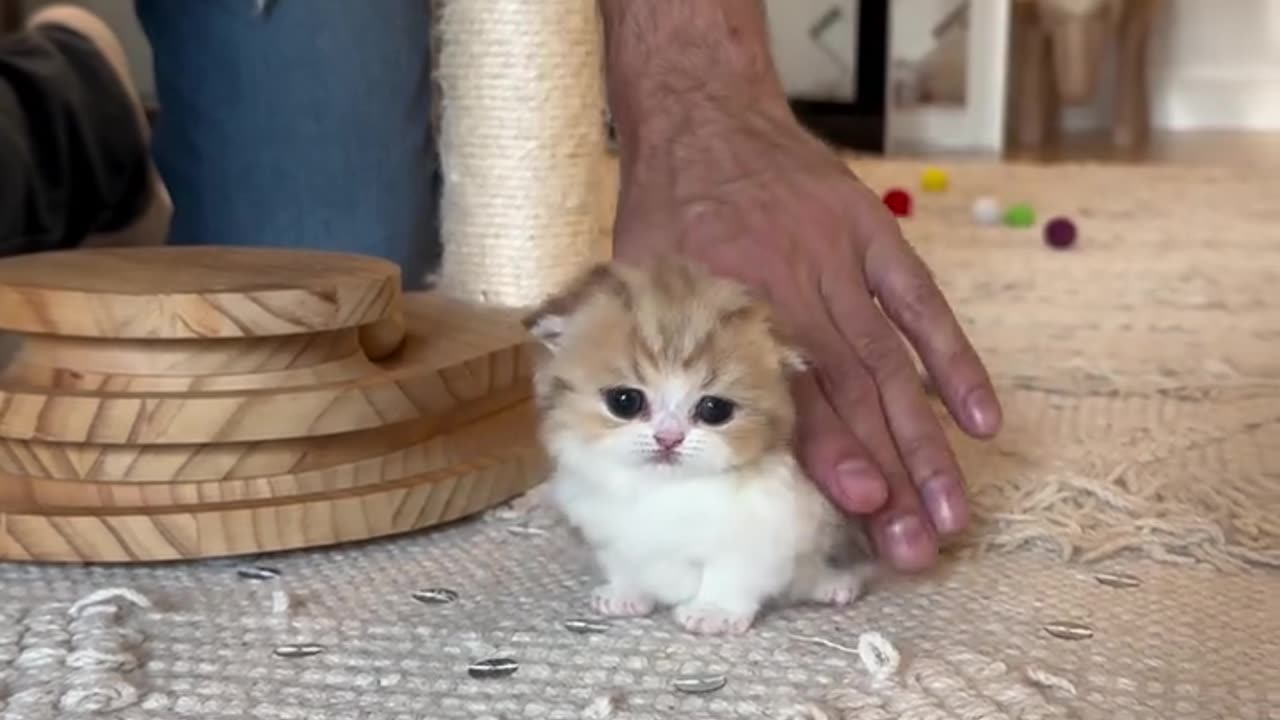 Cutest Kitten Ever! Looks Just Like a Plush Toy 🧸🐱