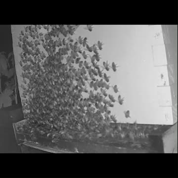 Saturday Morning Peek 1a