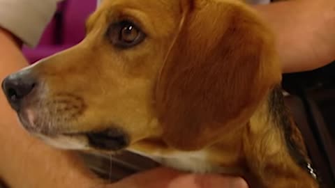 Dogs Train to Sniff Out Trouble 🐶