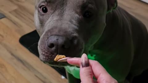 😂🐶 Watch This Pitty's Hilarious Peanut Butter Struggle! | FunFM