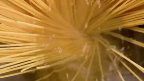 Cherry Tomato Pasta