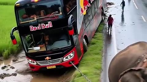 Elephant’s mission today, save the nyungsep bus