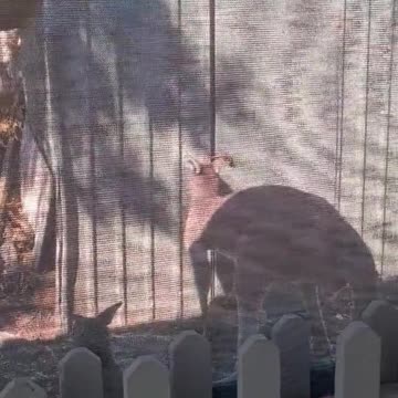 Kangaroo lifestyle Only in Australia 🇦🇺