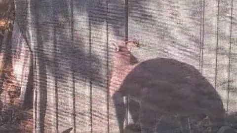 Kangaroo lifestyle Only in Australia 🇦🇺