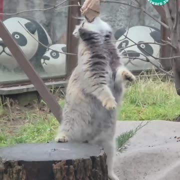 Making the Pallas cat work for its meal