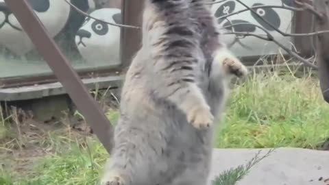 Making the Pallas cat work for its meal